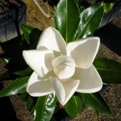 Magnolia Little Gem 18 Magnolia Little Gem -Australian Plants Online Sales 0 2