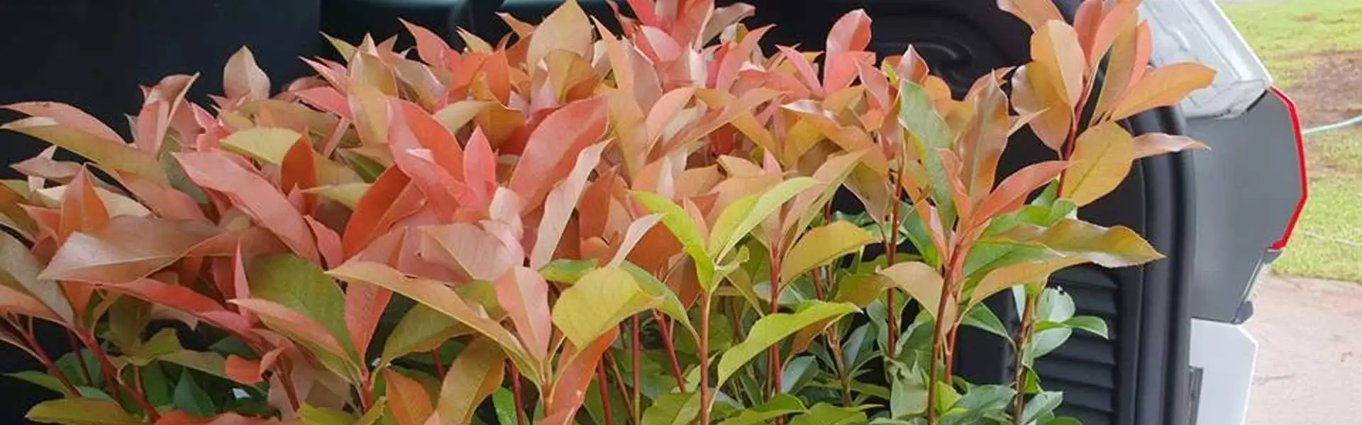 Australian Plants Online Sales -Australian Plants Online Sales 1920 APO tubestock growth