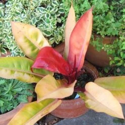 Philodendron Prince Of Orange 15 Philodendron Prince Of Orange -Australian Plants Online Sales acalypha godseffiana coprosma marble queen philo prince of orange fuchsia magellanica aurea flickr cultiva413