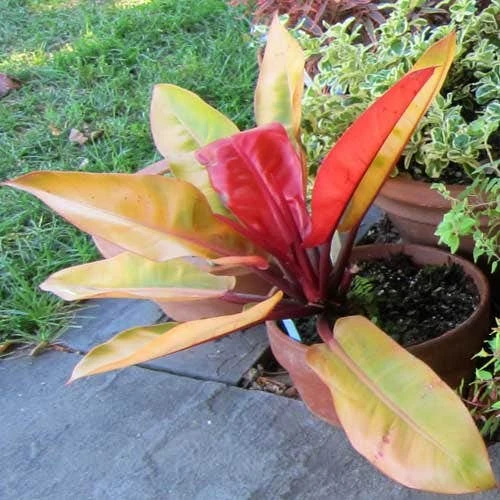 Philodendron Prince Of Orange 4 Philodendron Prince Of Orange - Image 2