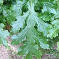 Acanthus Mollis - Oyster Plant -Australian Plants Online Sales acanthus leaf