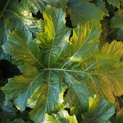 Acanthus Mollis - Oyster Plant -Australian Plants Online Sales acanthus mollis leaf