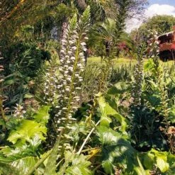 Acanthus Mollis - Oyster Plant -Australian Plants Online Sales acanthus tropical garden 500