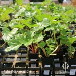 Acanthus Mollis - Oyster Plant -Australian Plants Online Sales acanthus tube 1