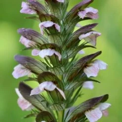 Australian Plants Online Sales -Australian Plants Online Sales acanthus flower closeup
