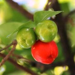 Malpighia Pixie - Acerola -Australian Plants Online Sales acerola fruits 1