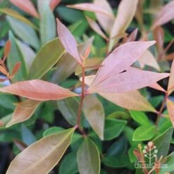 Acmena Hemilampra - Blush Satinash 23 Acmena Hemilampra - Blush Satinash -Australian Plants Online Sales acmena hemilampra new leaf colour
