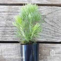Adenanthos - Woolly Bush -Australian Plants Online Sales adenanthos sericea tube