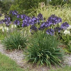 Agapanthus Buccaneer -Australian Plants Online Sales agapanthus buccaneer 1