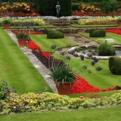 Agapanthus Black Magic 8 Agapanthus Black Magic -Australian Plants Online Sales agapanthus pots stately home