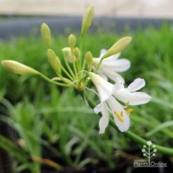 Agapanthus Silver Baby 12 Agapanthus Silver Baby -Australian Plants Online Sales agapanthus silver baby flowering