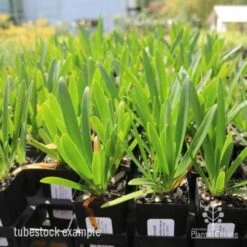 Agapanthus Snowball -Australian Plants Online Sales agapanthus snowball tube 1