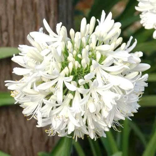 Agapanthus Snowball - 75mm BIGGER Size 4 Agapanthus Snowball - 75mm BIGGER Size - Image 2