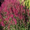 Agastache Heather Queen - Seed -Australian Plants Online Sales agastache 500 4