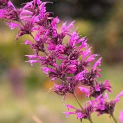 Agastache Heather Queen - Seed -Australian Plants Online Sales agastache cana unadjusted