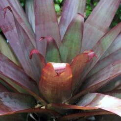 Alcantarea Silver Plum - Bromeliad -Australian Plants Online Sales alcantarea purple