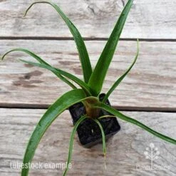 Alcantarea Silver Plum - Bromeliad