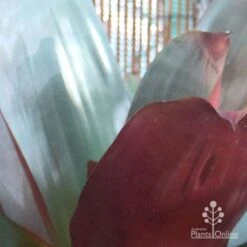 Alcantarea Silver Plum - Bromeliad -Australian Plants Online Sales alcantarea silver plum leaves close