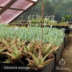 Aloe Pink Blush - Succulent -Australian Plants Online Sales aloe pink blush flowering