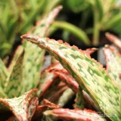 Aloe Pink Blush - Succulent -Australian Plants Online Sales aloe pink blush leaf closeup