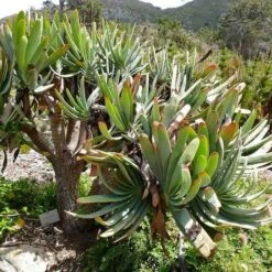 Aloe Plicatilis - Fan Aloe - Succulent -Australian Plants Online Sales aloe plicatilis flickr bernard dupont