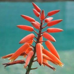Aloe Plicatilis - Fan Aloe - Succulent -Australian Plants Online Sales aloe plicatilis flickr jean michel moullec