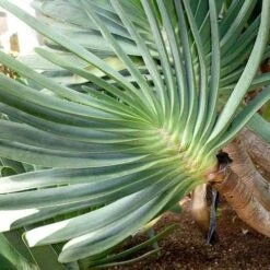 Aloe Plicatilis - Fan Aloe - Succulent -Australian Plants Online Sales aloe plicatilis flickr jesus cabrera 1