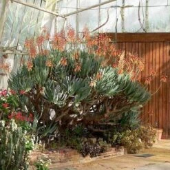 Aloe Plicatilis - Fan Aloe - Succulent -Australian Plants Online Sales aloe plicatilis flickr laurent houmeau