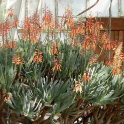 Aloe Plicatilis - Fan Aloe - Succulent -Australian Plants Online Sales aloe plicatilis flickr laurent houmeau hr