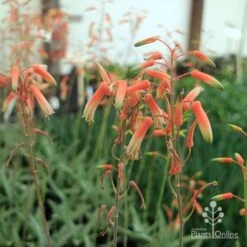 Aloe Quicksilver - Succulent -Australian Plants Online Sales aloe quicksilver flower