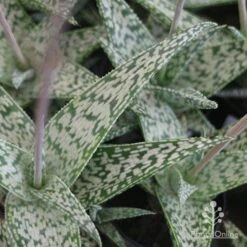 Aloe Quicksilver - Succulent -Australian Plants Online Sales aloe quicksilver leaf colour