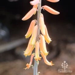 Aloe Vera - Succulent -Australian Plants Online Sales aloe vera flowers nursery