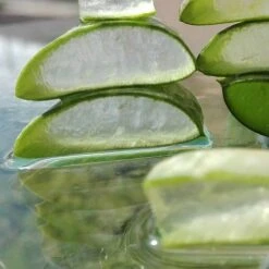 Aloe Vera - Succulent -Australian Plants Online Sales aloe vera slice