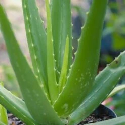 Aloe Vera - Succulent -Australian Plants Online Sales aloe vera 500