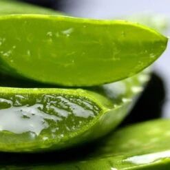 Aloe Vera - Succulent -Australian Plants Online Sales aloe vera leaf cut