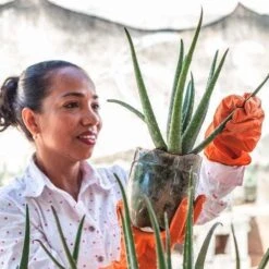 Aloe Vera - Succulent -Australian Plants Online Sales aloe growing