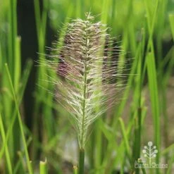 Pennisetum Alopecuroides - Swamp Fountain Grass -Australian Plants Online Sales alopec new seedhead