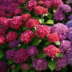 Hydrangea Alpengluhen -Australian Plants Online Sales alpengluhen colour range