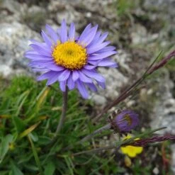 Aster Alpine Mix - Seed -Australian Plants Online Sales alpine aster llac