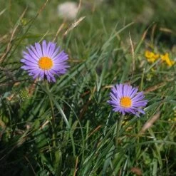 Aster Alpine Mix - Seed -Australian Plants Online Sales alpine aster mauve