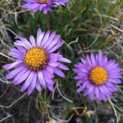 Aster Alpine Mix - Seed -Australian Plants Online Sales alpine aster mauve2