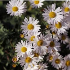 Aster Alpine Mix - Seed -Australian Plants Online Sales alpine aster white
