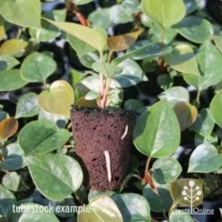 Anthurium White Winner -Australian Plants Online Sales anthurium plug 7