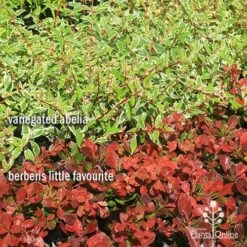 Berberis Little Favourite 21 Berberis Little Favourite -Australian Plants Online Sales apo abelia berberis