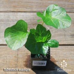 Acanthus Mollis - Oyster Plant -Australian Plants Online Sales apo acanthus tubestock top