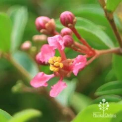 Malpighia Pixie - Acerola -Australian Plants Online Sales apo acerola flower