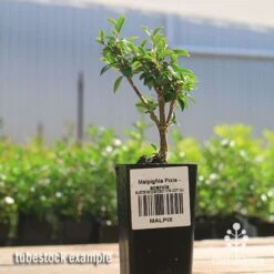 Malpighia Pixie - Acerola -Australian Plants Online Sales apo acerola malpighia tubestock