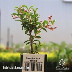 Malpighia Pixie - Acerola -Australian Plants Online Sales apo acerola tubestock