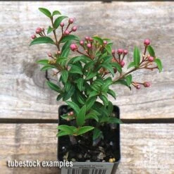 Malpighia Pixie - Acerola -Australian Plants Online Sales apo acerola tubestock top