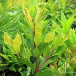 Acmena Hemilampra - Blush Satinash 25 Acmena Hemilampra - Blush Satinash -Australian Plants Online Sales apo acmena hemilampra growing